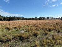Buck Island Ranch is a cattle ranch within the headwaters of the Everglades. (NDSU photo)