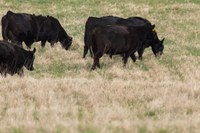 Cattle are selective grazers and tend to choose the same plants repeatedly if allowed. (NDSU photo)