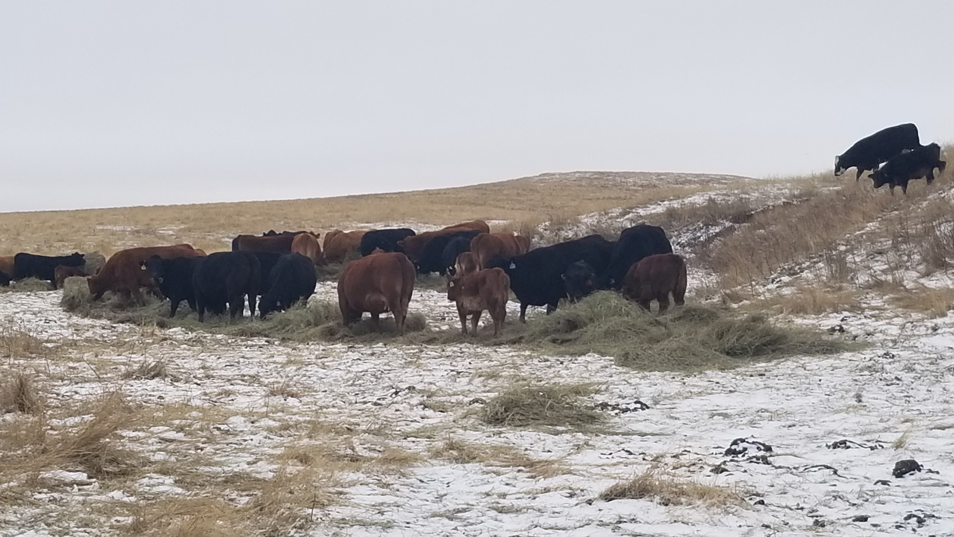 Forages should be viewed as a valued commodity and feedstuff, not just as a source of bulk in a total mixed ration. (NDSU photo)