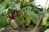 Roasting beets mellows their earthy flavor. (Pixabay photo)