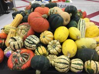 Squash are in season and they are a tasty and nutrient-rich addition to menus. (NDSU photo)