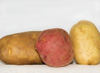 Potatoes are versatile and nutritious. (Photo courtesy of gracey, morgueFile)