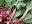 Rhubarb also is known as “pie plant” because it is used in desserts. (Photo courtesy of ulleo at Pixabay)