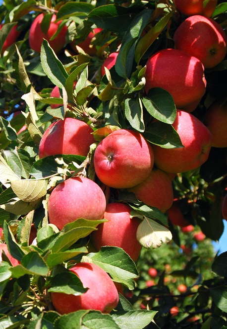 Apple photo by Mensatic at morgueFile