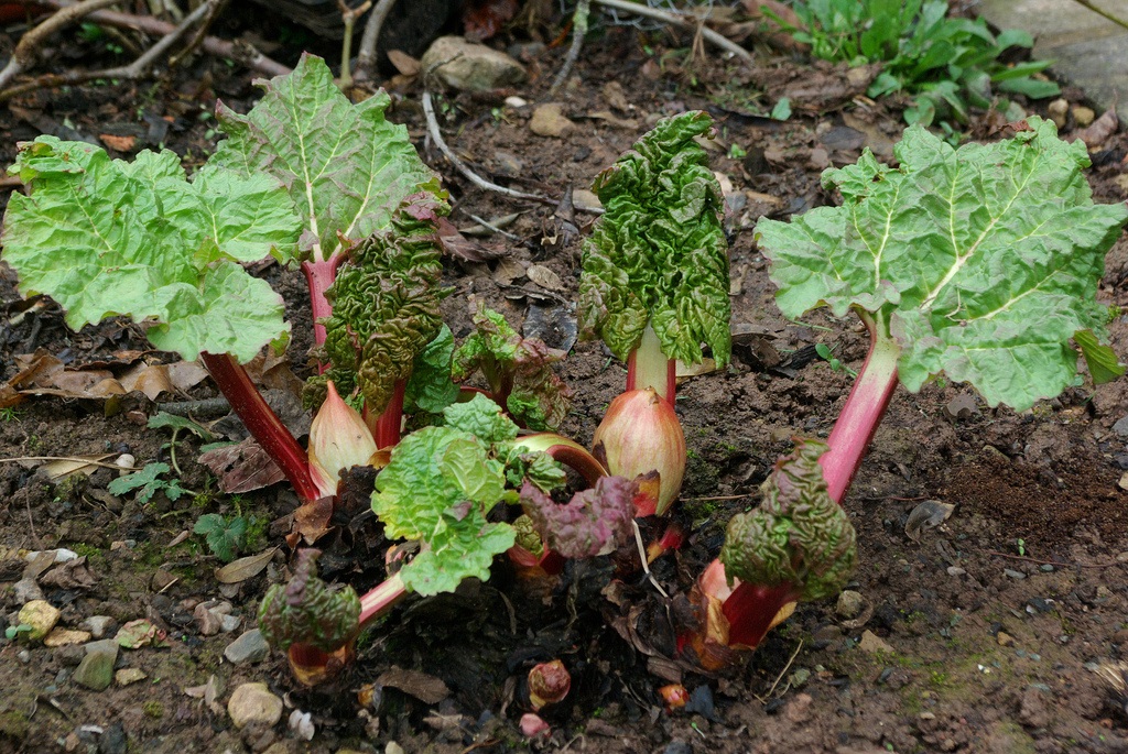 Rhubarb provides vitamin C, fiber and lots of tart flavor in a wide range of recipes.