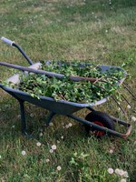 Harvest weeds only from areas free of pesticides and contaminants, and rinse them thoroughly before use. (Pexels photo)