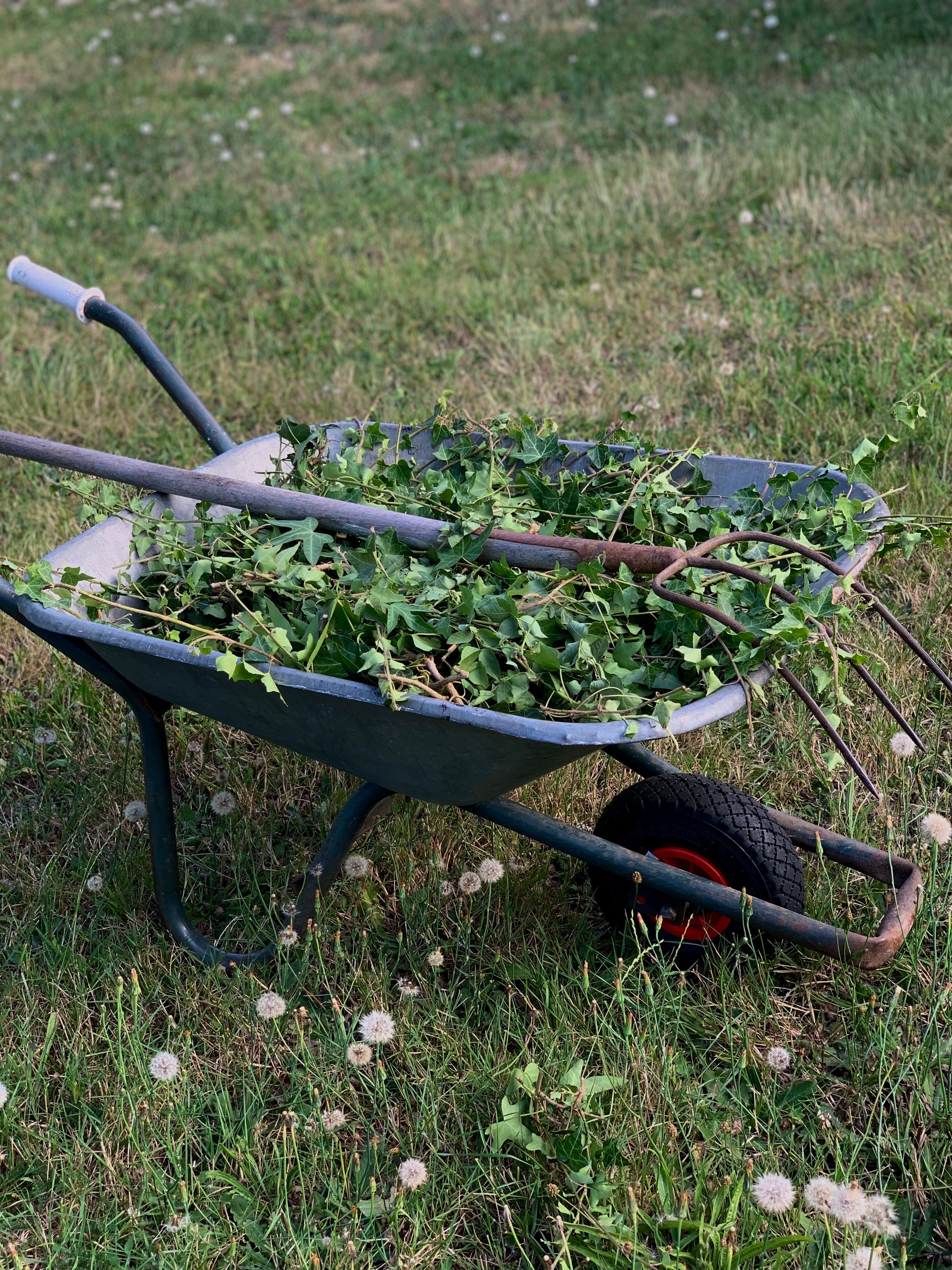 Harvest weeds only from areas free of pesticides and contaminants, and rinse them thoroughly before use. (Pexels photo)