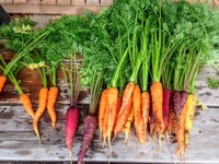 Carrots are the sixth most popularly consumed vegetable in the U.S. (Pixabay photo)