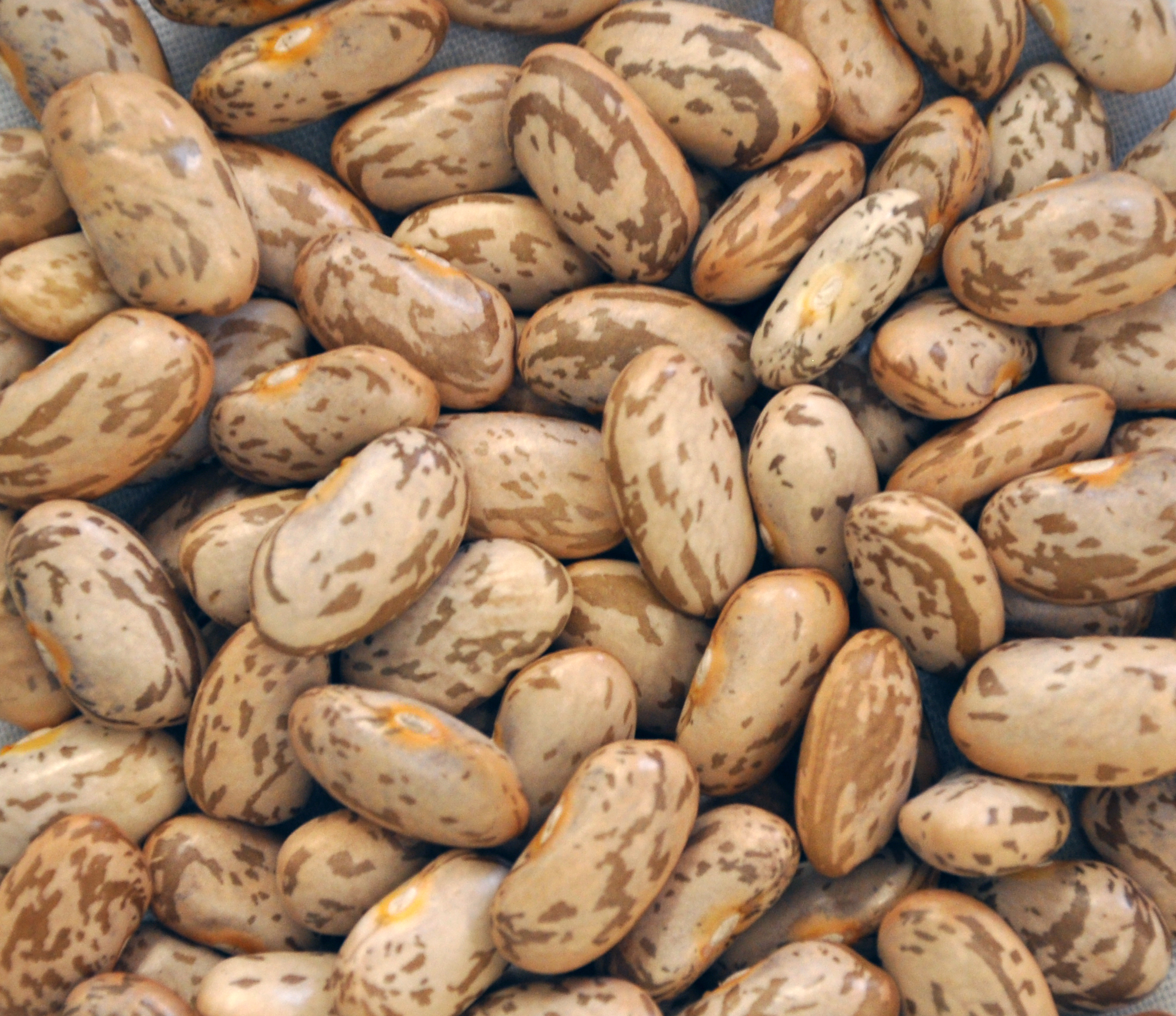 Pinto beans are one of several crops for which North Dakota ranks No. 1 in production. (NDSU photo)