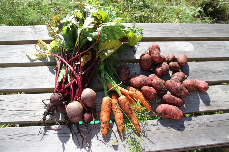 Root vegetables provide a delicious side dish for dinner and peelings for a compost bin. (Photo courtesy of Pixabay)