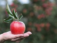 An apple has about 100 calories, and it contains potassium, vitamin C and other nutrients. (Pixabay photo)