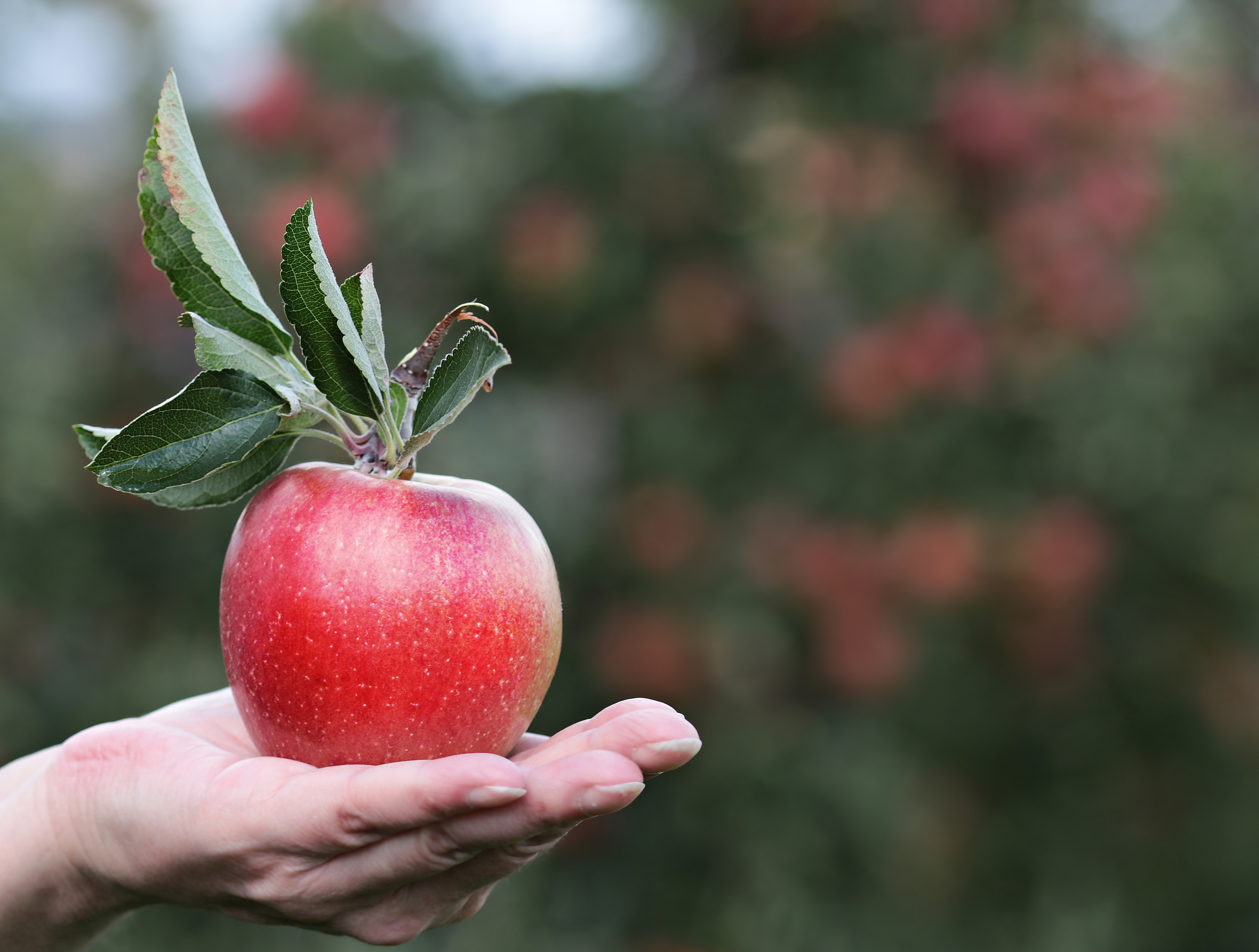 An apple has about 100 calories, and it contains potassium, vitamin C and other nutrients. (Pixabay photo)