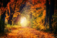 A nature walk through the stunning fall foliage can help you achieve the goal of 30 minutes of moderate exercise each day. (Pixabay photo)
