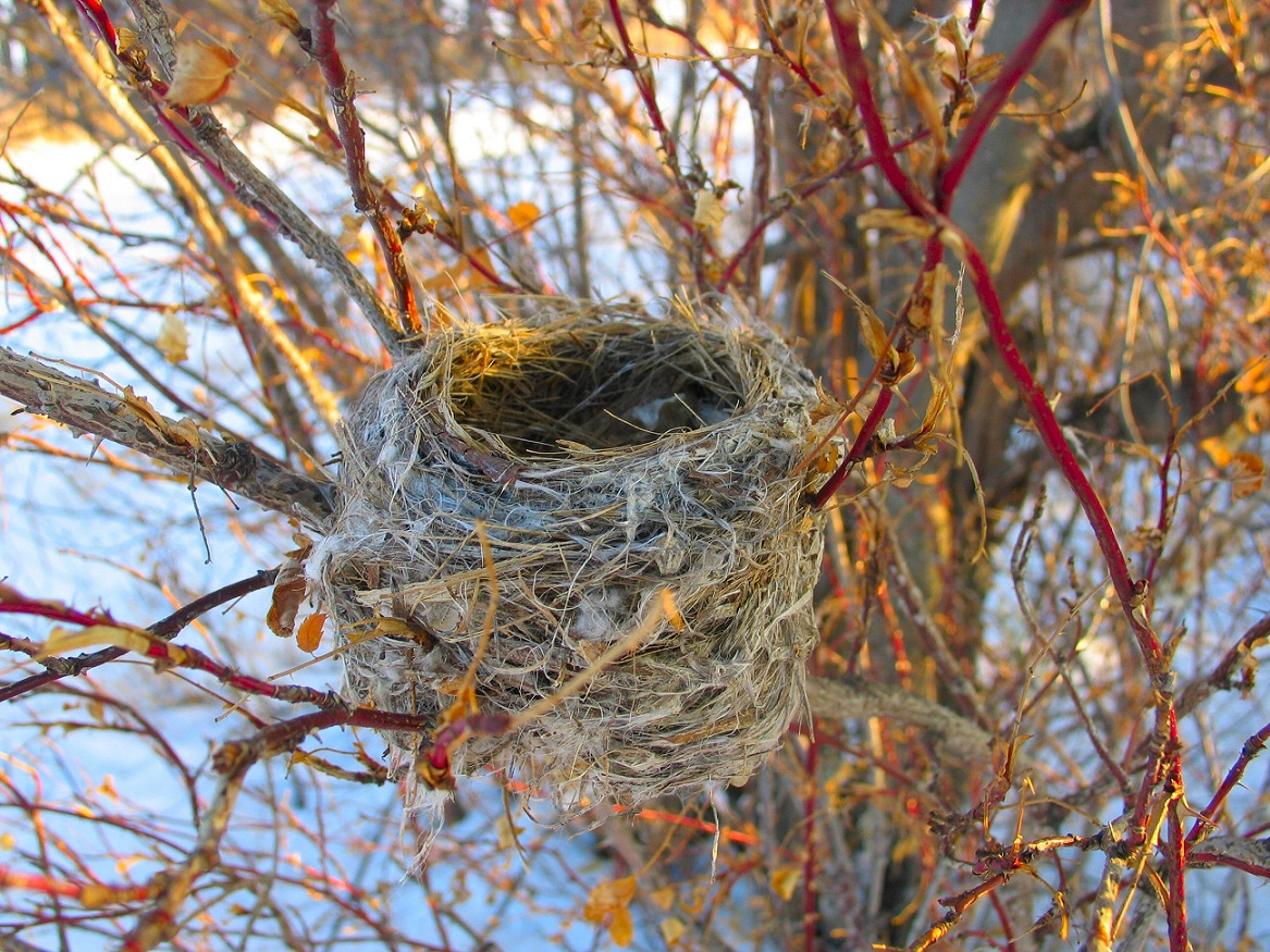 Empty nesters might skip meals or graze throughout the day instead of having a balanced, enjoyable diet. Morguefile photo by Irish Eyes.