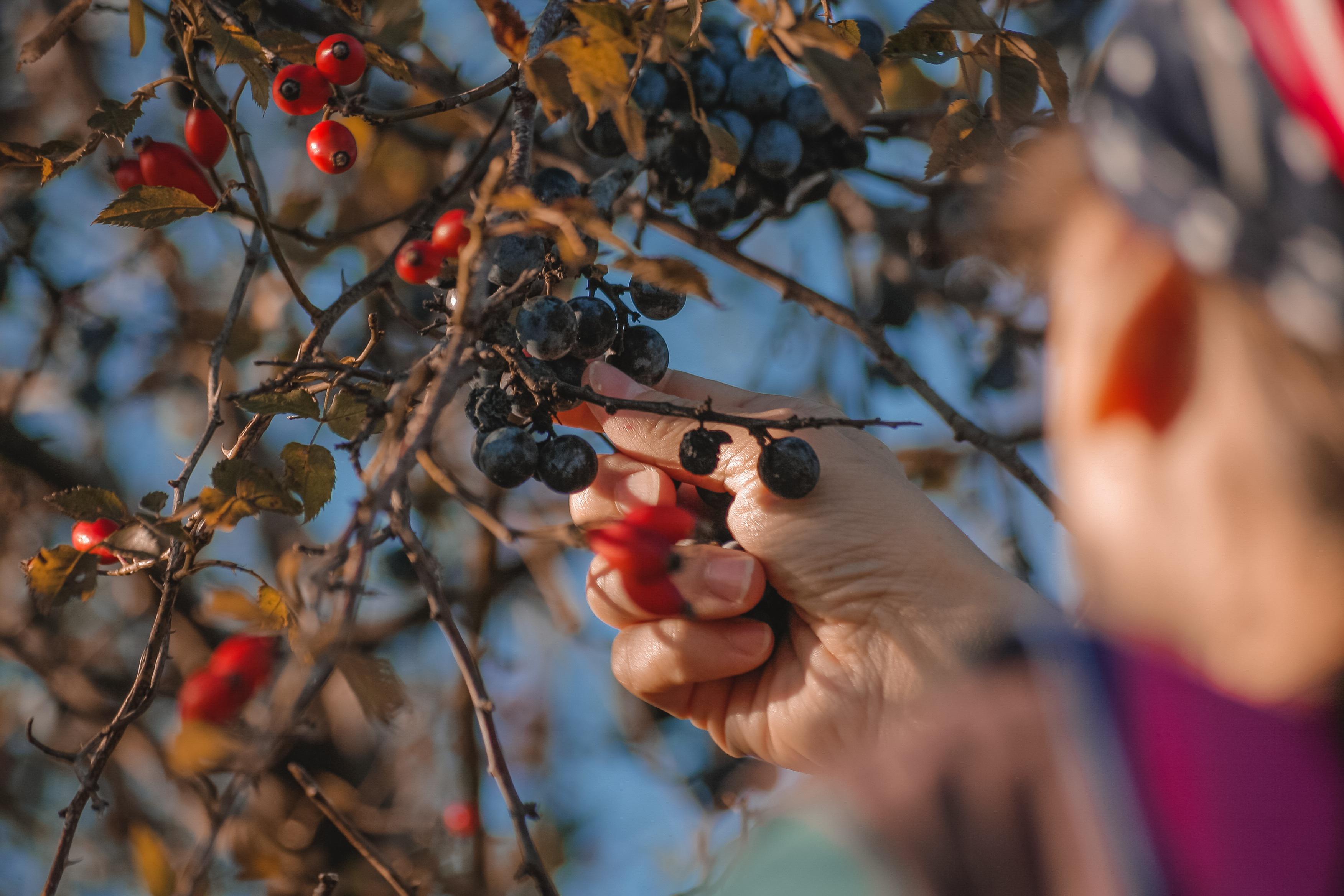 Some fruits found in nature can make for some delicious jellies and syrups. (Pixabay photo)