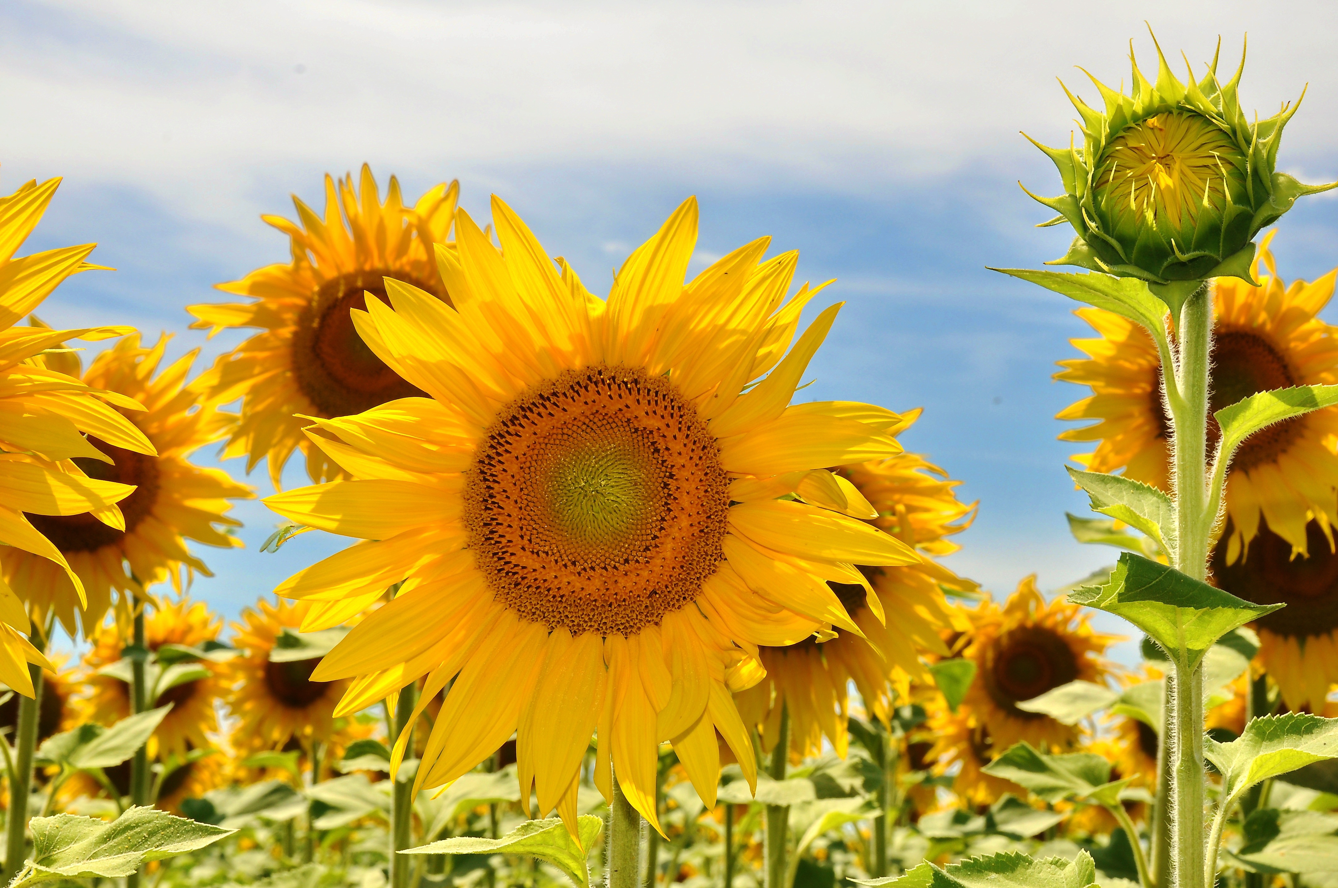 The U.S. grows hundreds of crops that become ingredients in foods found in your favorite grocery store. (Pixabay photo)