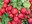 The peppery flavor of radishes make them a tasty addition to salads or relish trays. (Photo courtesy of RoganJosh, Morguefile)