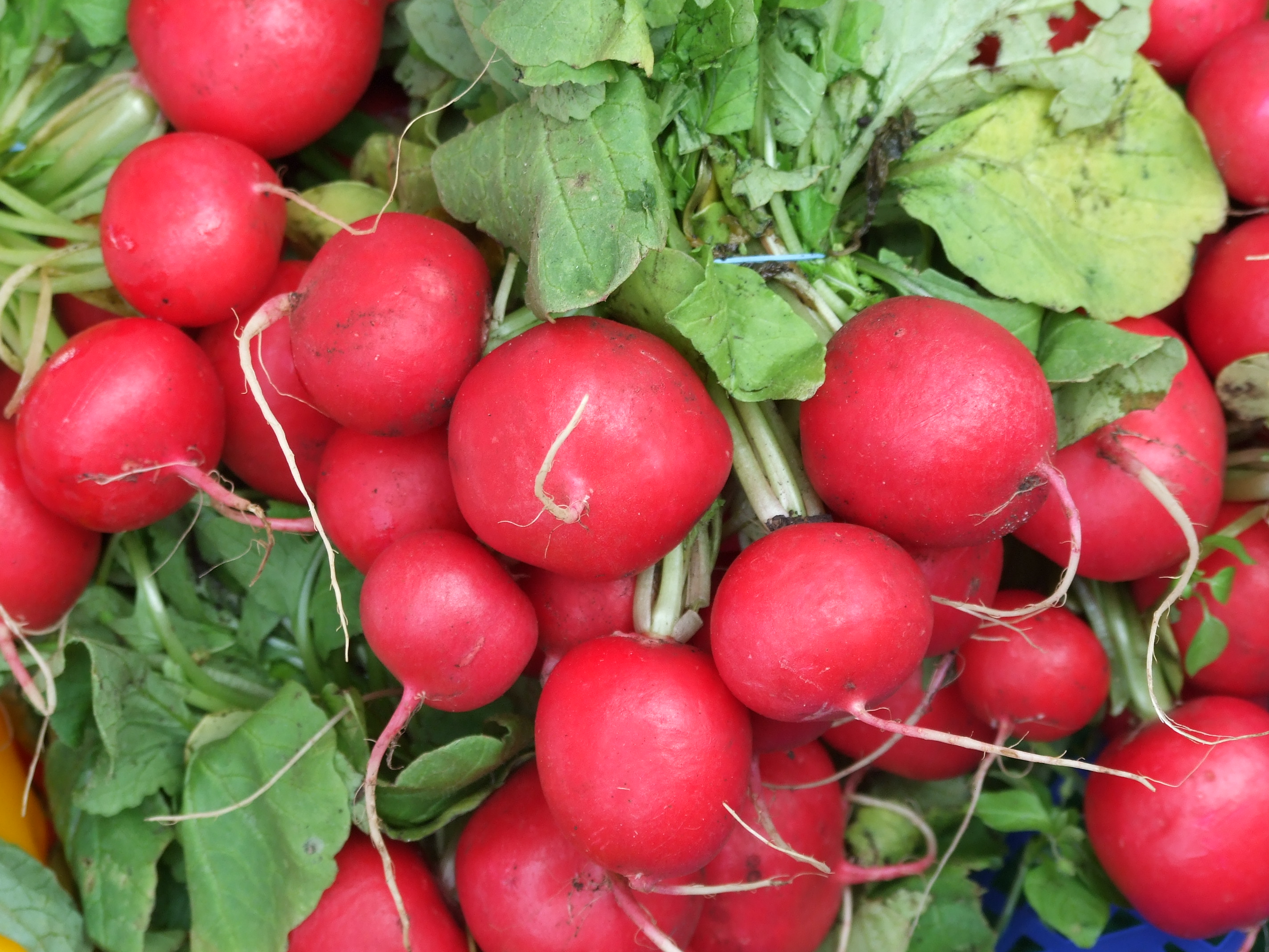 The peppery flavor of radishes make them a tasty addition to salads or relish trays. (Photo courtesy of RoganJosh, Morguefile)