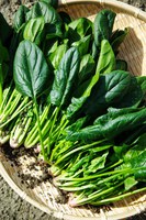 Spinach is rich in natural plant compounds that fight disease. (Pixabay photo)