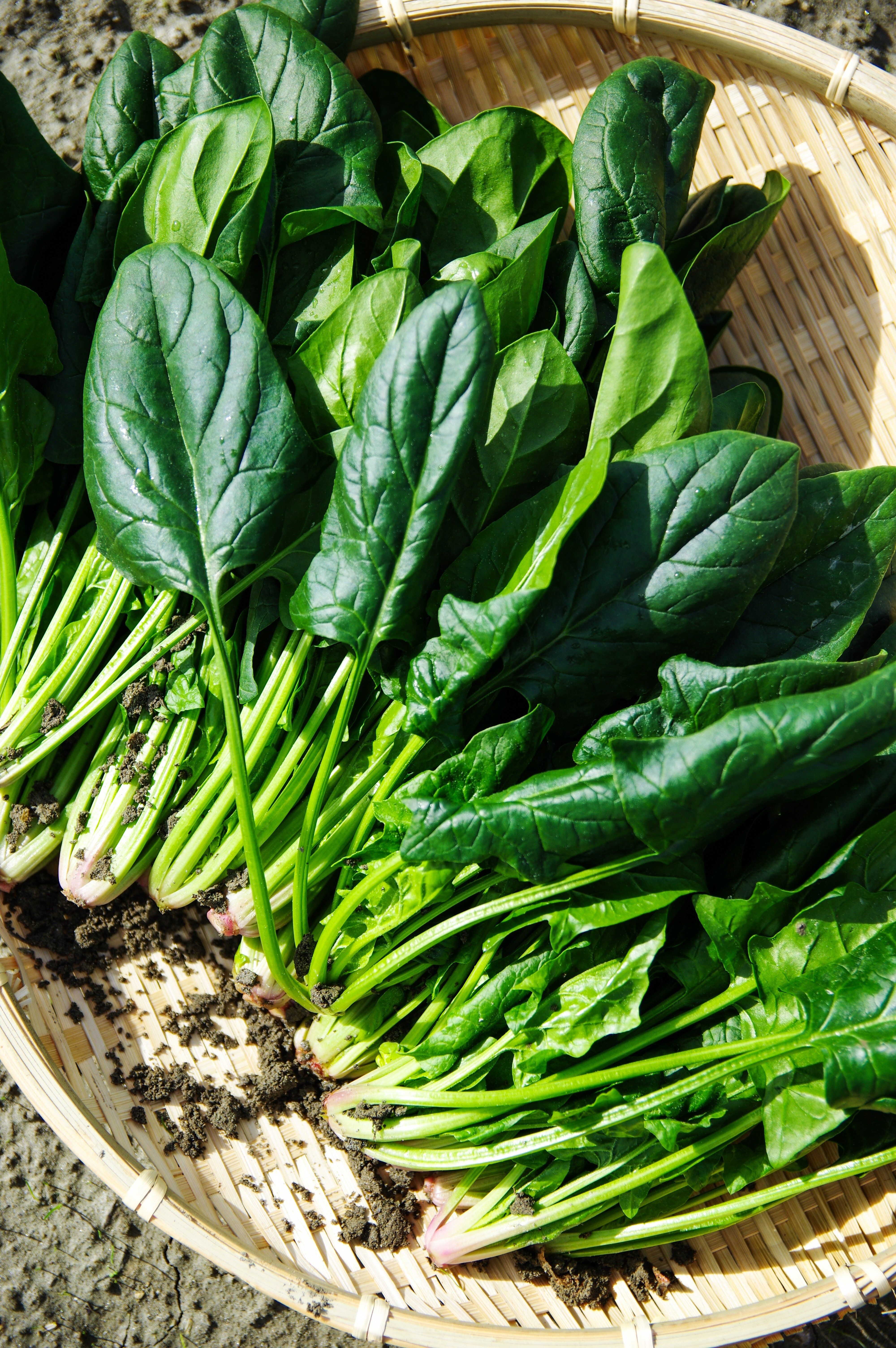 Spinach is rich in natural plant compounds that fight disease. (Pixabay photo)