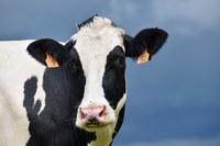 Dairy foods provide about half of the calcium and vitamin D consumed by Americans. (Pixabay photo)