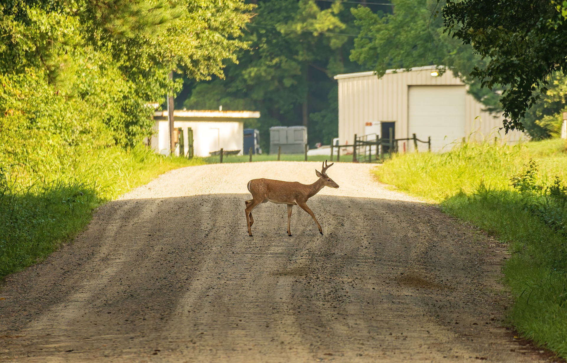 Game meats such as venison are good sources of nutrition. (Pixabay photo)