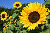 Young sunflower heads track the sun from east to west throughout the day through a movement called heliotropism. (Pixabay photo)