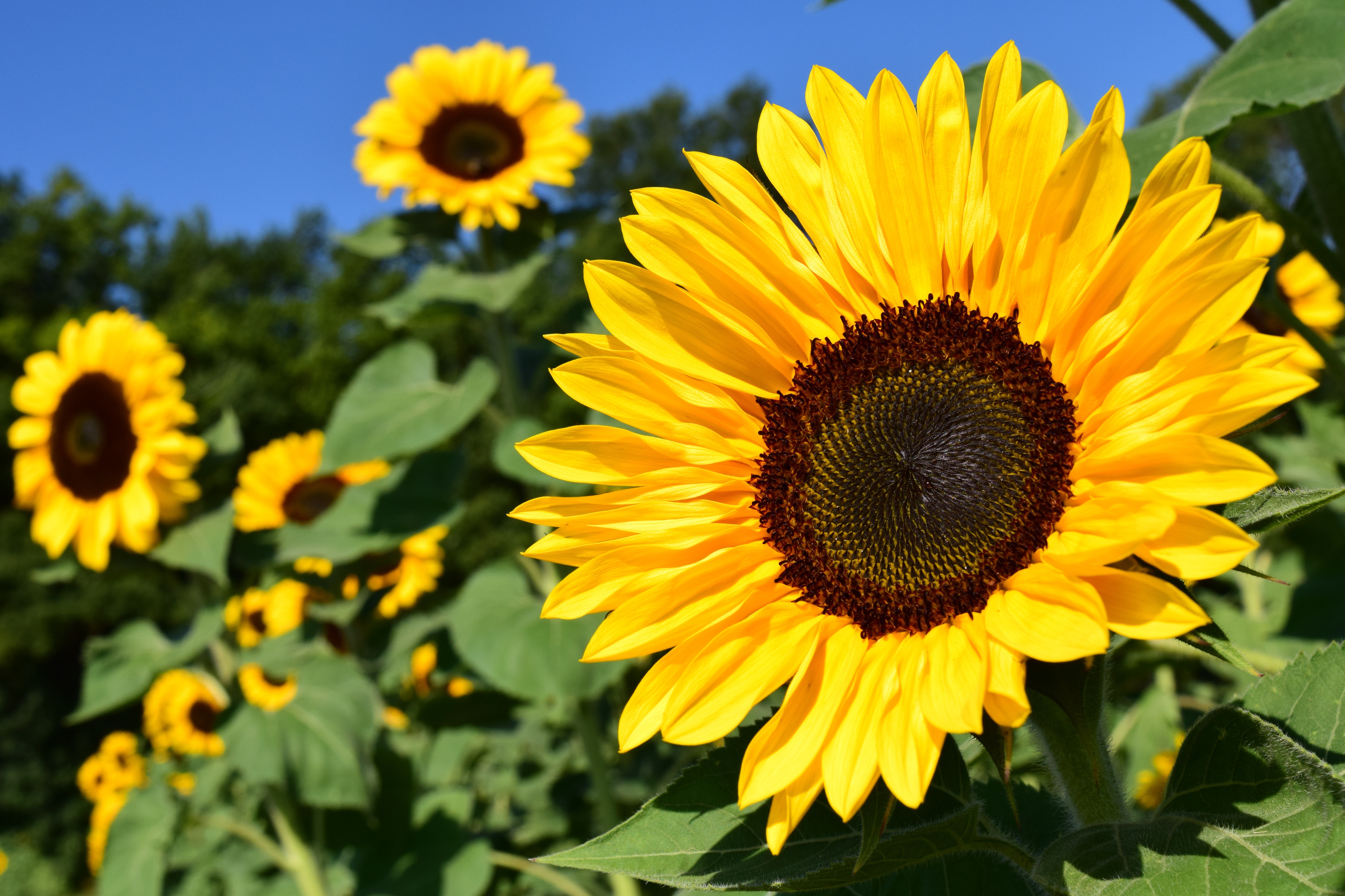Young sunflower heads track the sun from east to west throughout the day through a movement called heliotropism. (Pixabay photo)