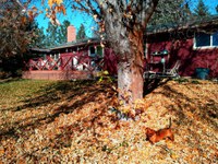 Yard maintenance in the fall is a good  way to get aerobic exercise coupled with muscle training. (Pixabay photo)