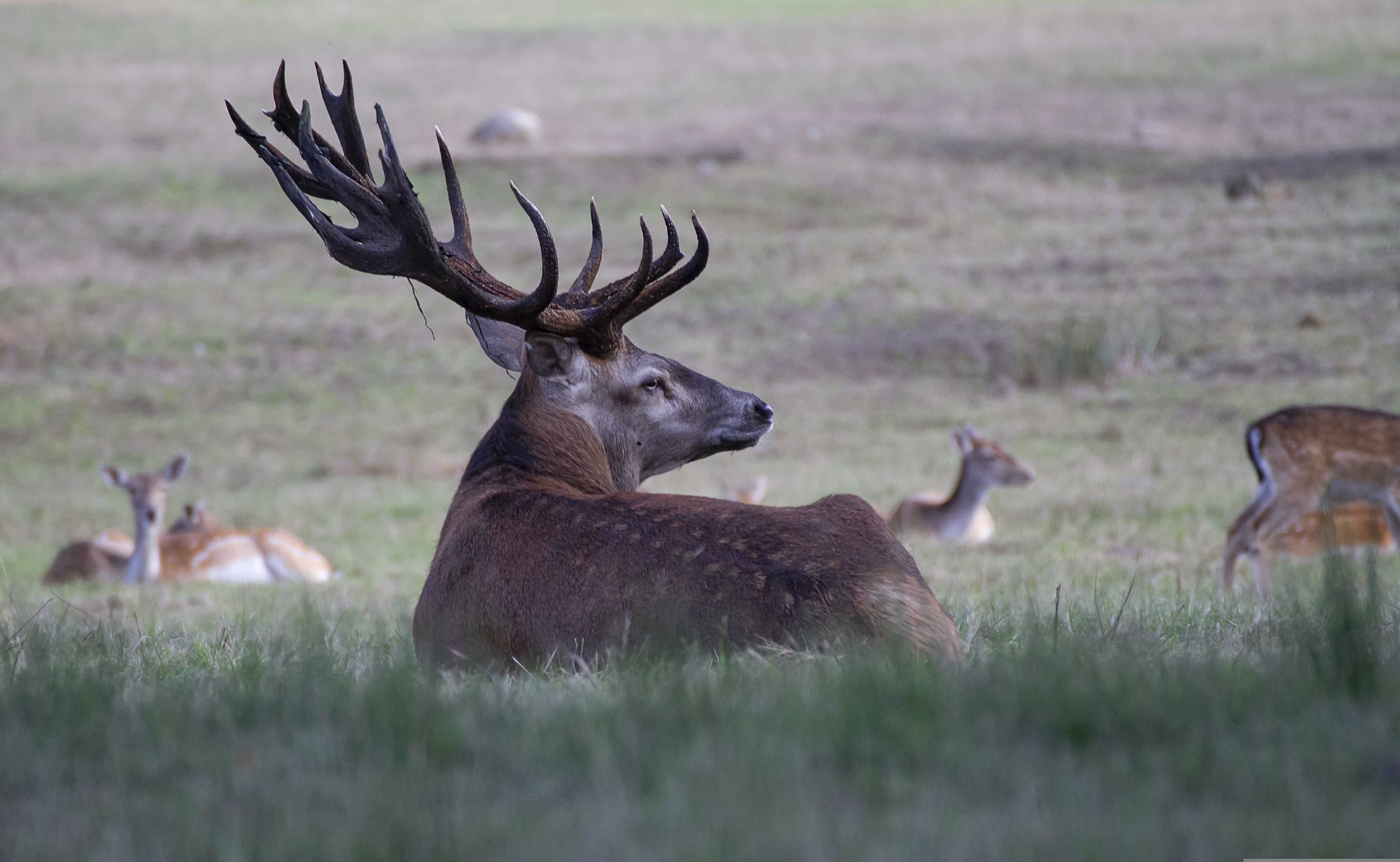 Venison can add variety to your menu, but it still needs to be handled carefully in the kitchen. (Pixabay photo)