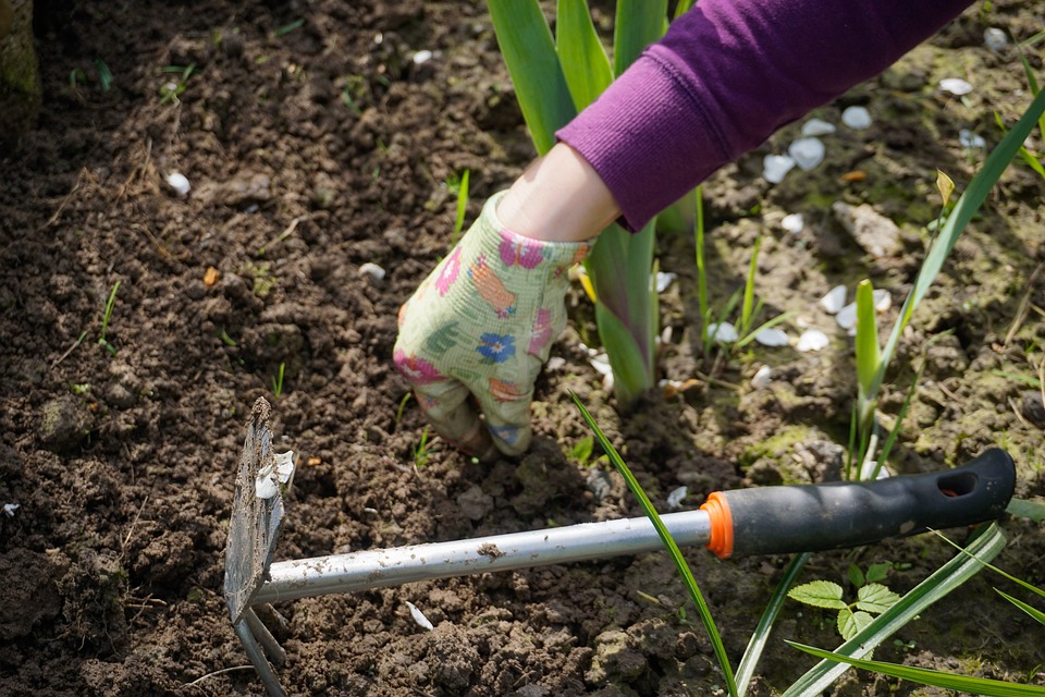 Weeds are taking advantage of recent rain and warm weather. (Photo courtesy of summa at Pixabay)