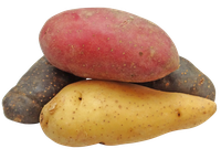 Potatoes are a good source of complex carbohydrates, vitamin C and fiber.  (Photo courtesy of Pixabay)