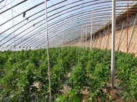 The tomato greenhouse of a Tonghui Cooperative member in Inner Mongolia.
