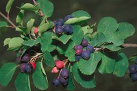 NDSU plant researchers are looking for Juneberry plants that can be developed into commercial varieties.