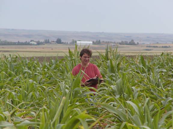 Carena corn research near Williston