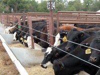 Cattle eat in a feedlot at the Carrington Research Extension Center.