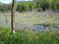 Blue-green algae is spreading in this pond in the Sully's Hill National Game Preserve near Devils Lake.