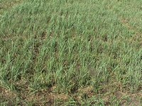 Perennial grass grows in a test plot at NDSU's Williston Research Extension Center.
