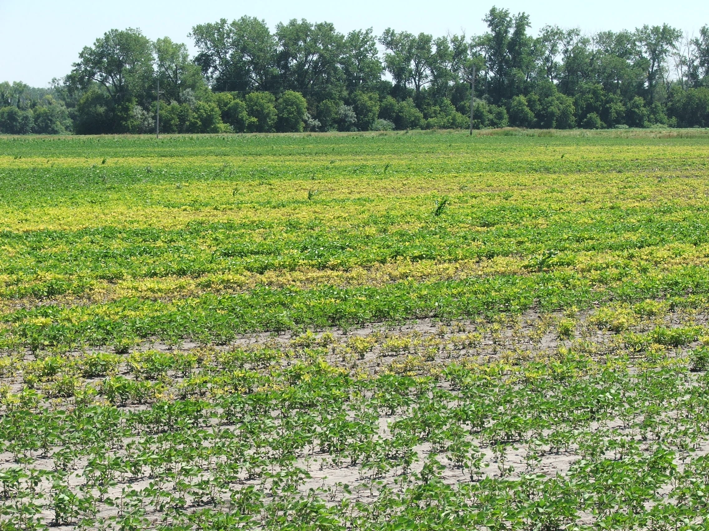 Wide view of field with chlorosis problems