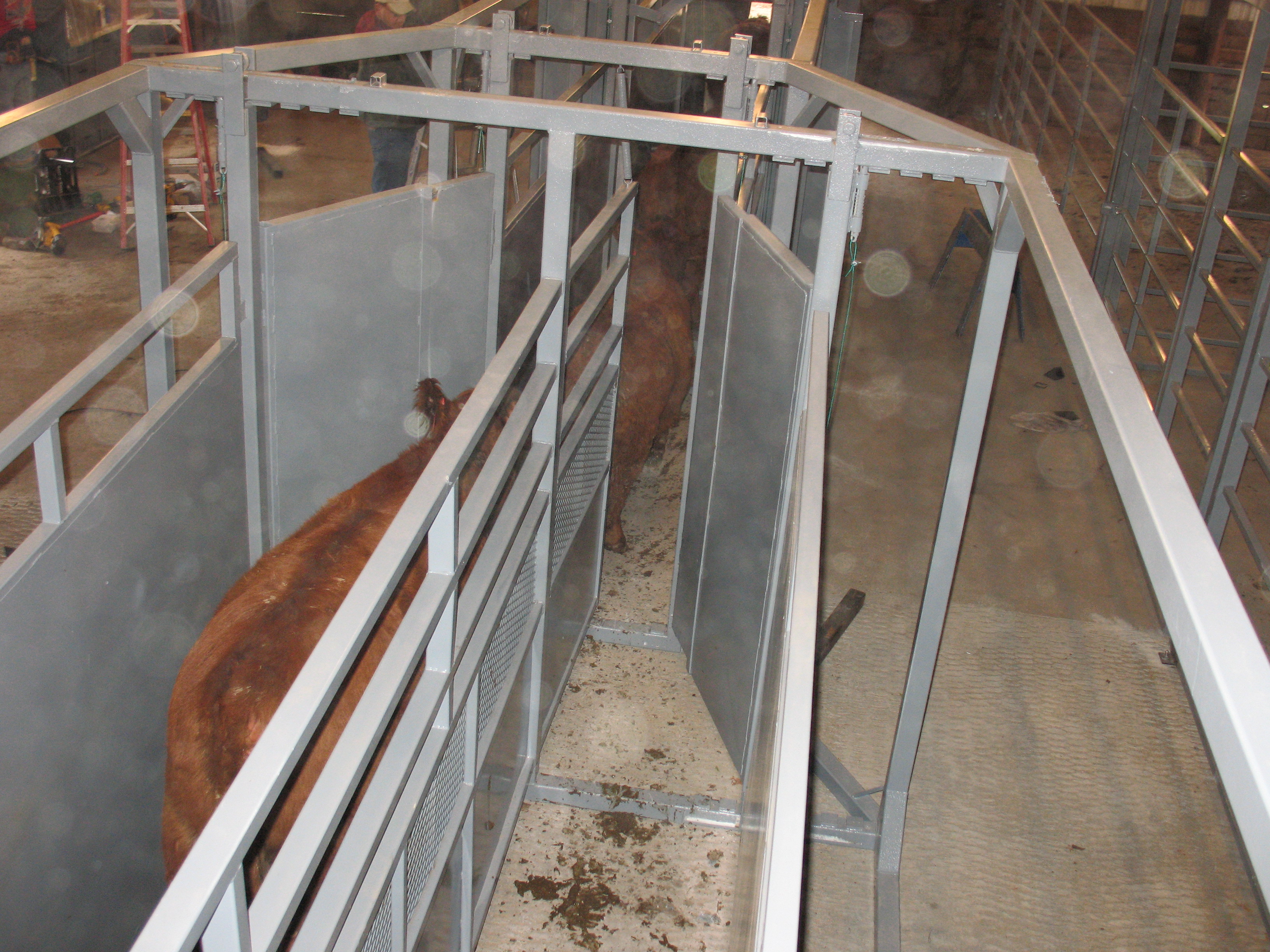 Cattle pass through the double alley that's part of the NDSU Carrington Research Extension Center's new livestock handling system.