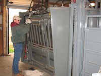 NDSU Carrington Research Extension Center livestock technician operates the hydraulics on the squeeze chute.
