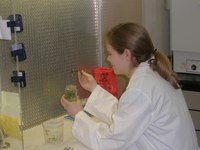Christine Hanson, an NDSU senior studying horticultre, is doing Juneberry tissue culture work.