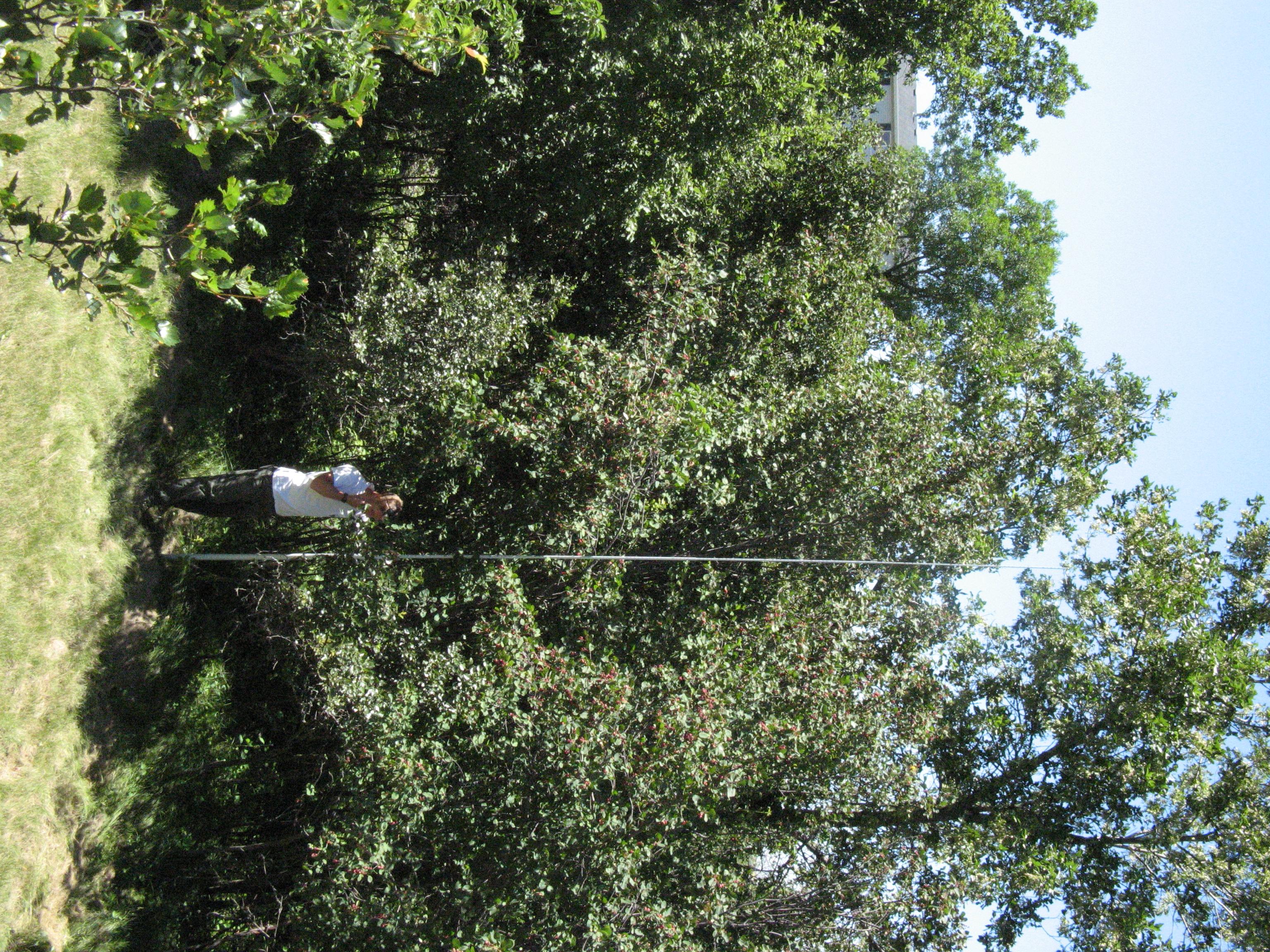 NDSU Juneberry project assistant Jon Walla helps measure plant height.