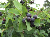 NDSU researchers are looking for superior Juneberry plants.
