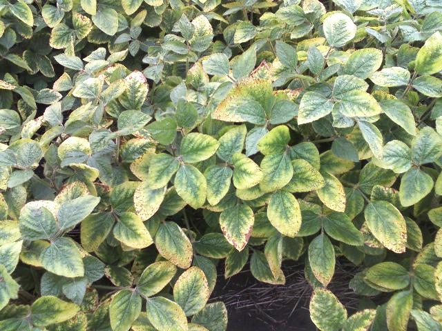 Potassium deficiency symptoms in soybeans near Hunter, N.D. (August, 2009)