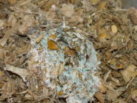 This is how Aspergillus, a type of storage mold, can look in silage.