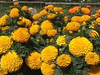 African Marigolds in the display garden at the WREC summer of 2009.