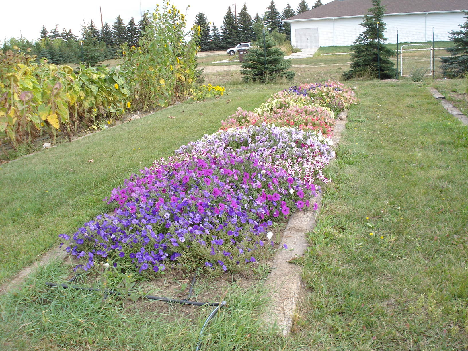 Petunia and ornamental sunflower display beds at the WREC summer of 2009.