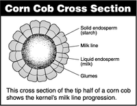 Corn Cob Cross Section