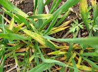 Leaf streak and mosaic symptoms of wheat streak mosaic in young winter wheat